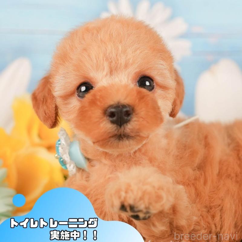 販売中の静岡県のトイプードル-420538の1枚目