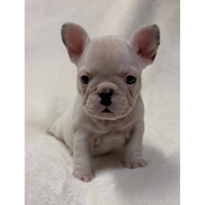 成約済の山口県のフレンチブルドッグ-416415の4枚目