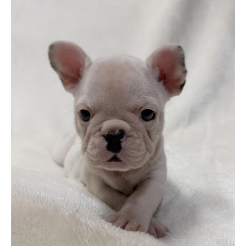 成約済の山口県のフレンチブルドッグ-416415の3枚目