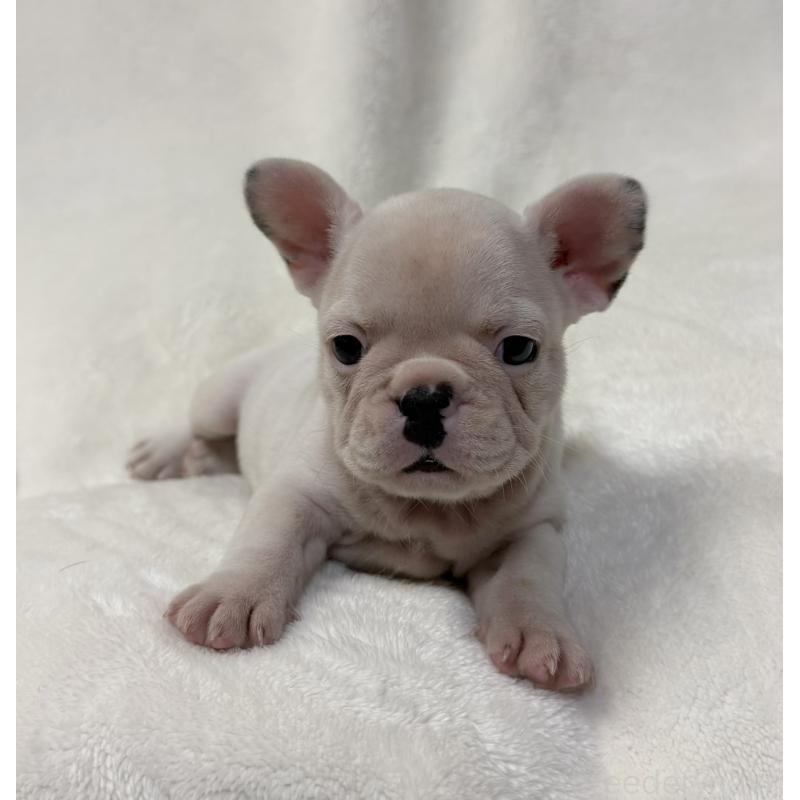 成約済の山口県のフレンチブルドッグ-416415の2枚目