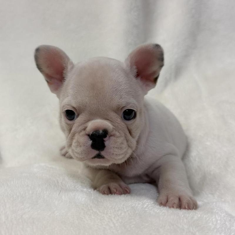 成約済の山口県のフレンチブルドッグ-416415の1枚目