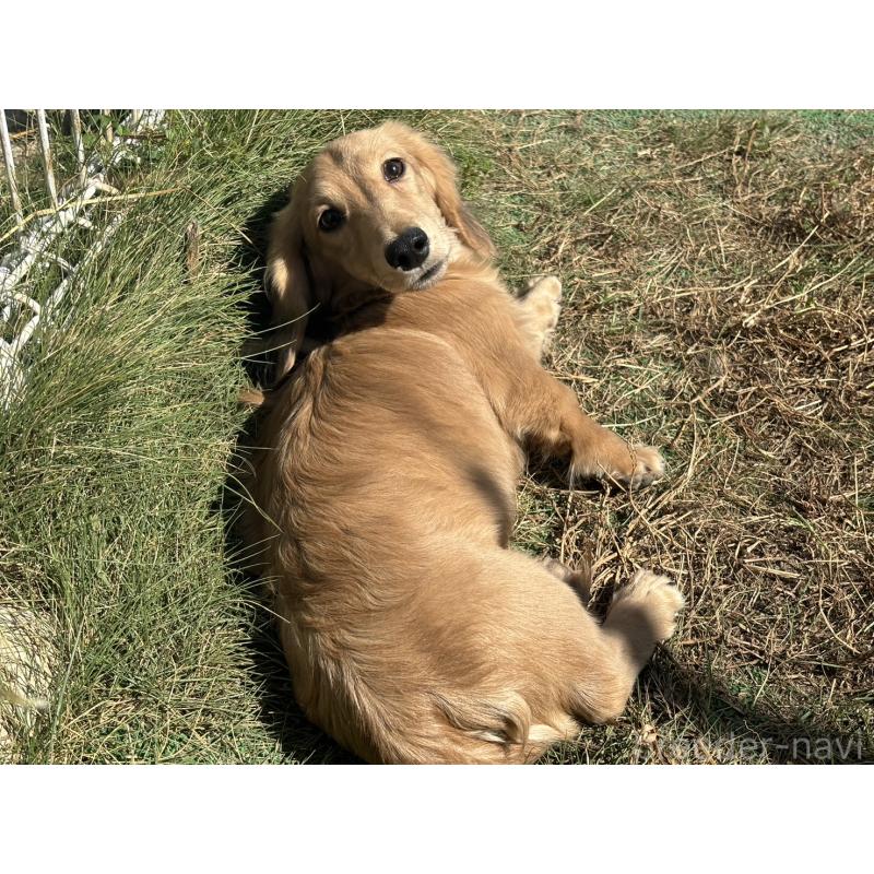 販売中の香川県のカニンヘンダックスフンド(ロングヘアード)-395657の11枚目