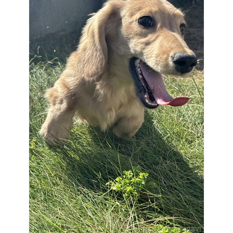 販売中の香川県のカニンヘンダックスフンド(ロングヘアード)-395657の10枚目