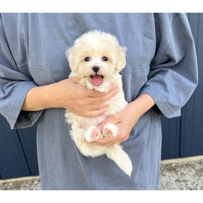 販売中の千葉県のマルプー:マルチーズ×トイプードル-417155の7枚目