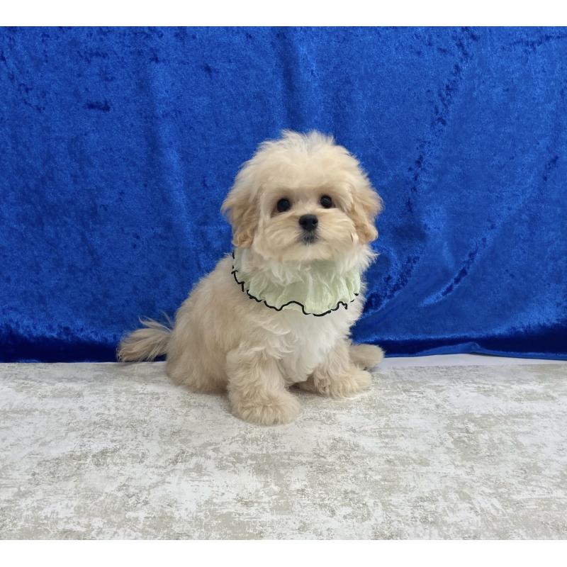 成約済の福岡県のマルプー:マルチーズ×トイプードル-410399の2枚目