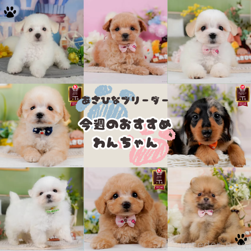 販売中の神奈川県のポメチワ:ポメラニアン×チワワ-410908の2枚目