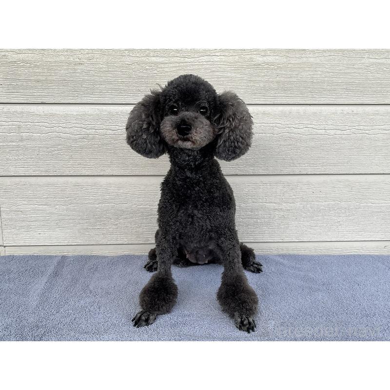 成約済の千葉県のトイプードル-420276の3枚目