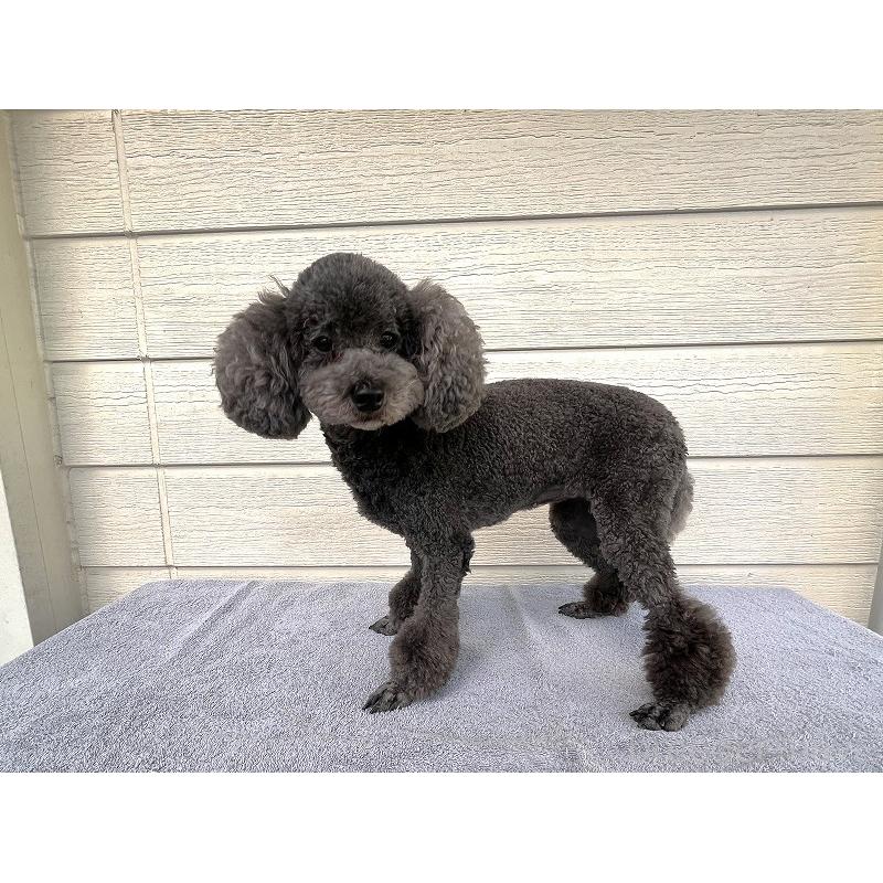 成約済の千葉県のトイプードル-420276の2枚目