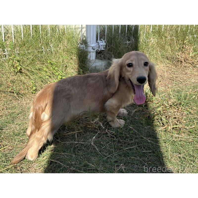 販売中の香川県のカニンヘンダックスフンド(ロングヘアード)-395659の7枚目