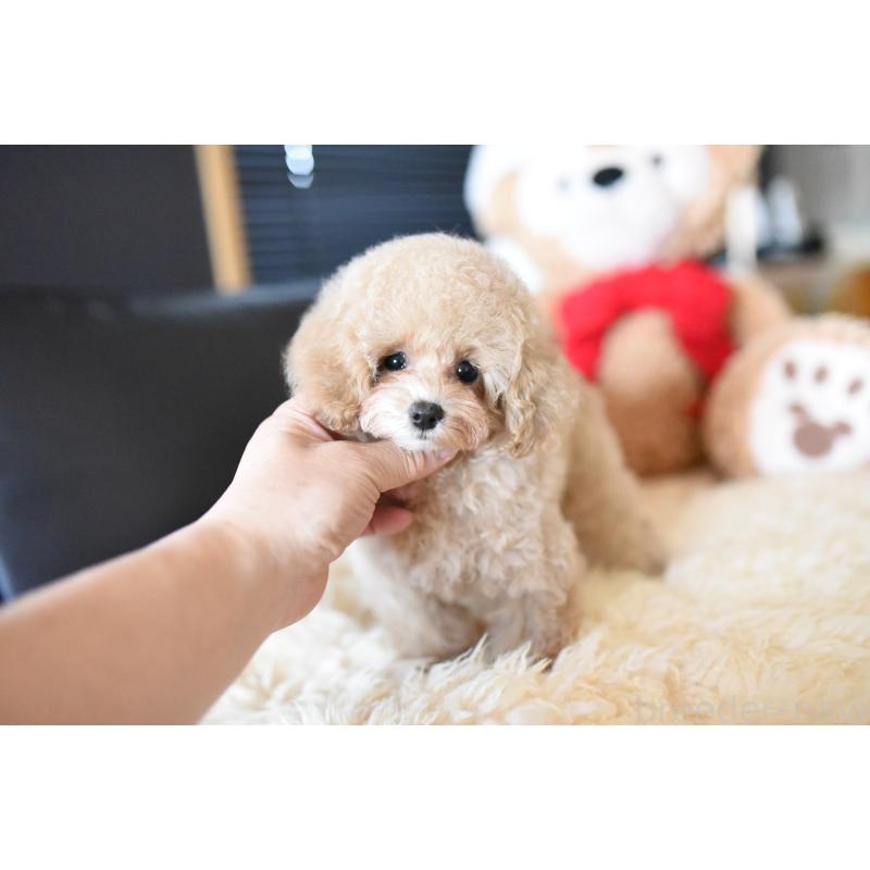 成約済の茨城県のタイニープードル-413656の6枚目