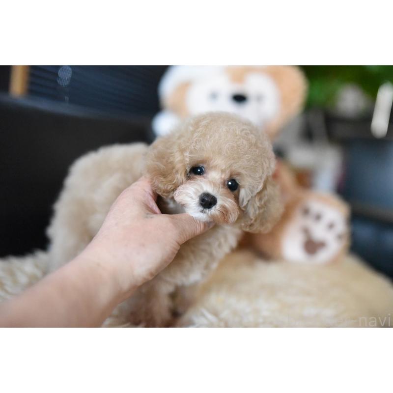 成約済の茨城県のタイニープードル-413656の5枚目