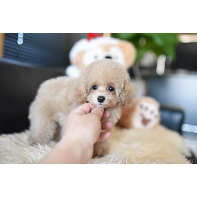 成約済の茨城県のタイニープードル-413656の4枚目