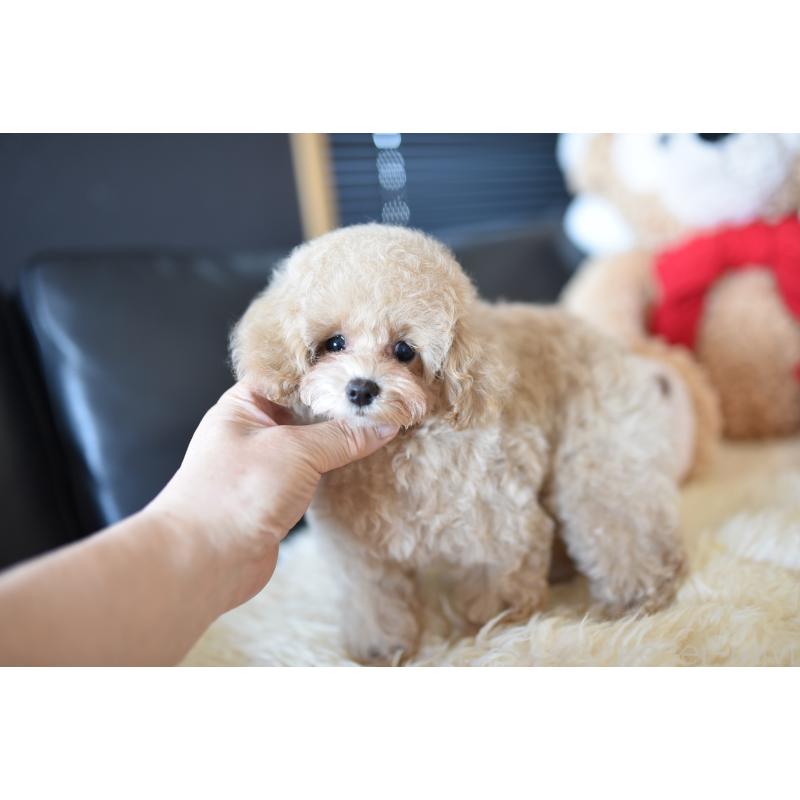 成約済の茨城県のタイニープードル-413656の3枚目