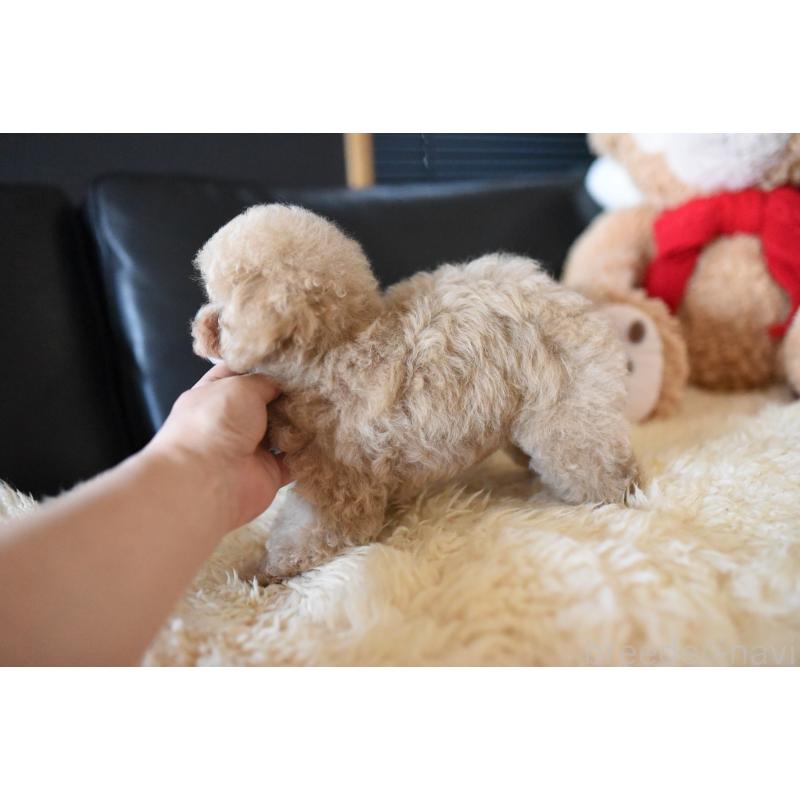 成約済の茨城県のタイニープードル-413656の2枚目