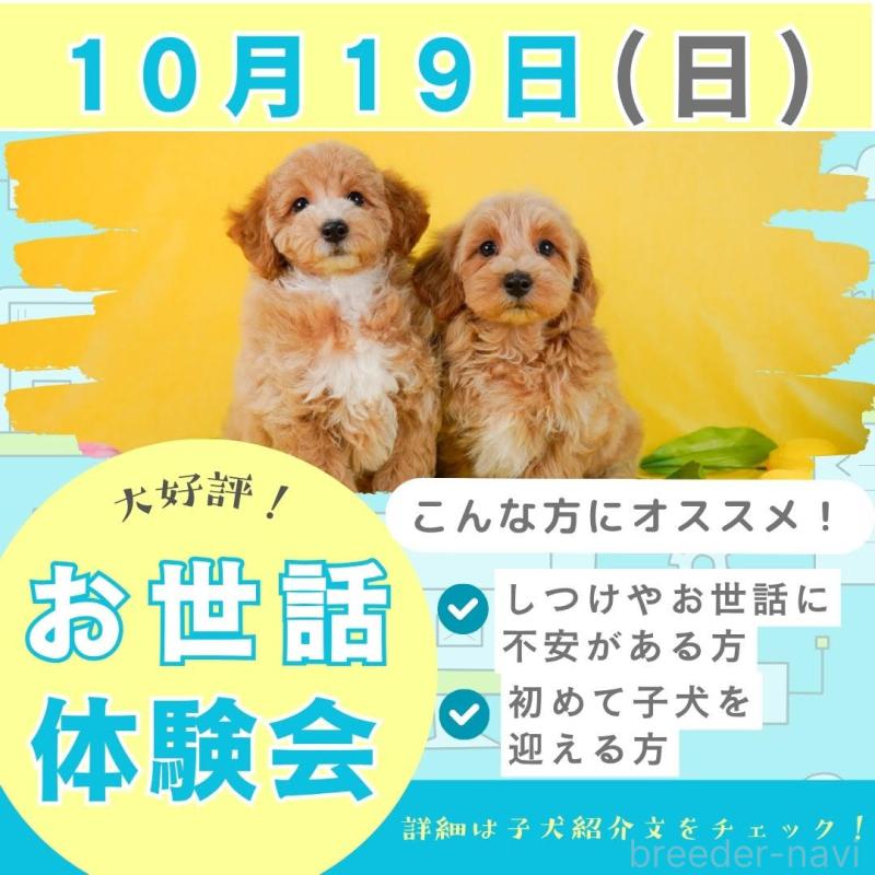 成約済の千葉県のマルプー:マルチーズ×トイプードル-407519の4枚目