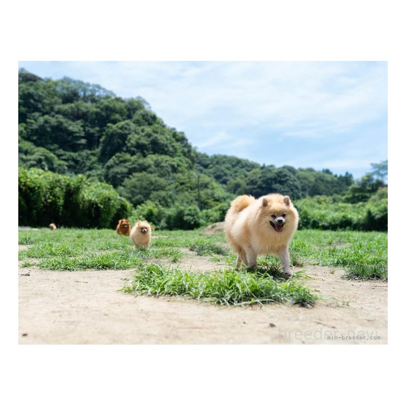 販売中の千葉県のマルシーズー:マルチーズ×シーズー-418167の3枚目