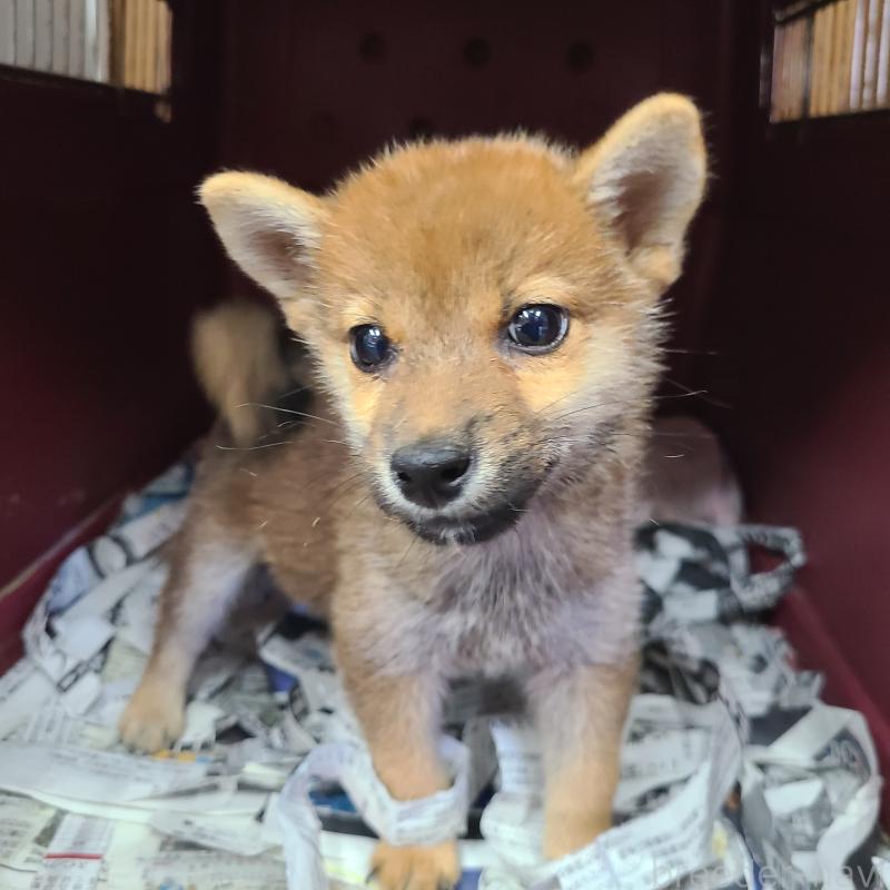 販売中の神奈川県の柴犬-420569の1枚目
