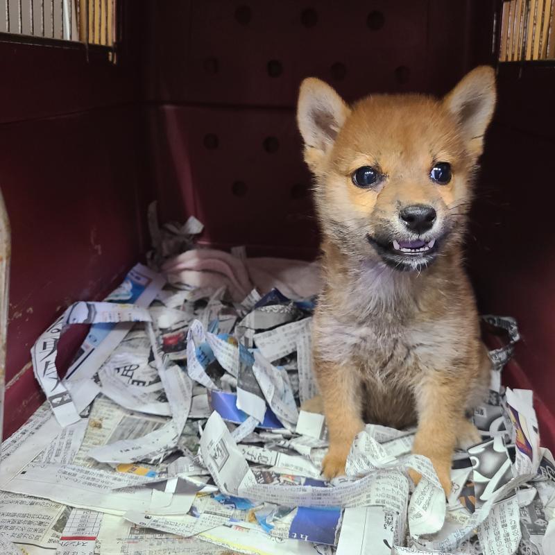 販売中の神奈川県の柴犬-420569の3枚目