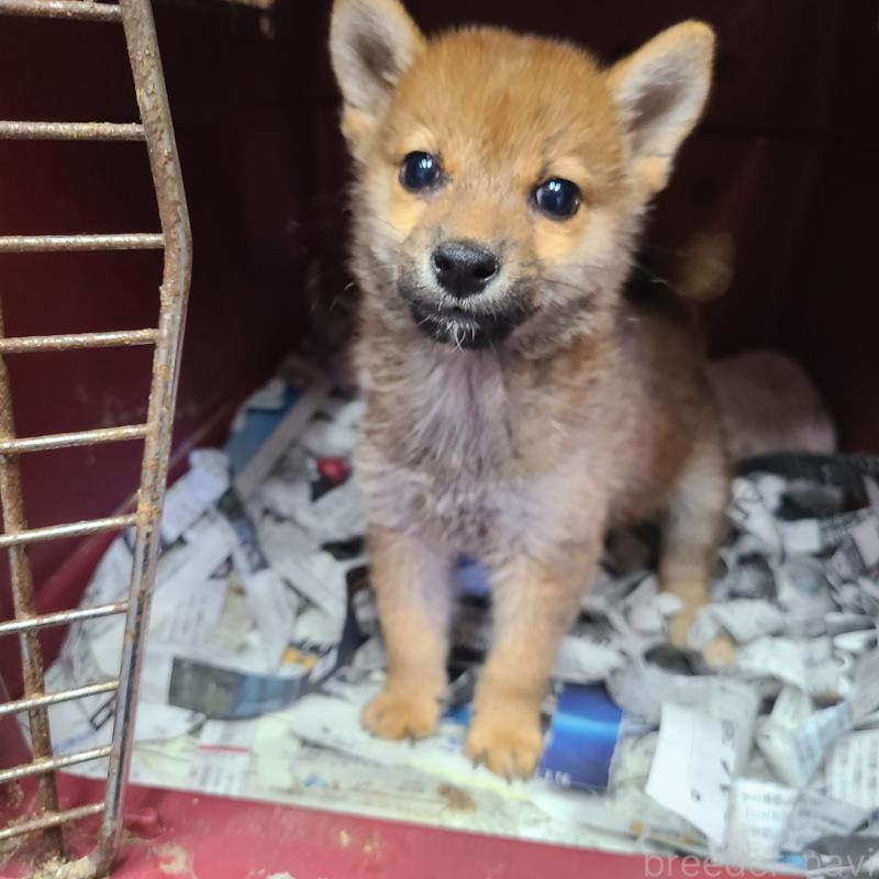 販売中の神奈川県の柴犬-420569の2枚目