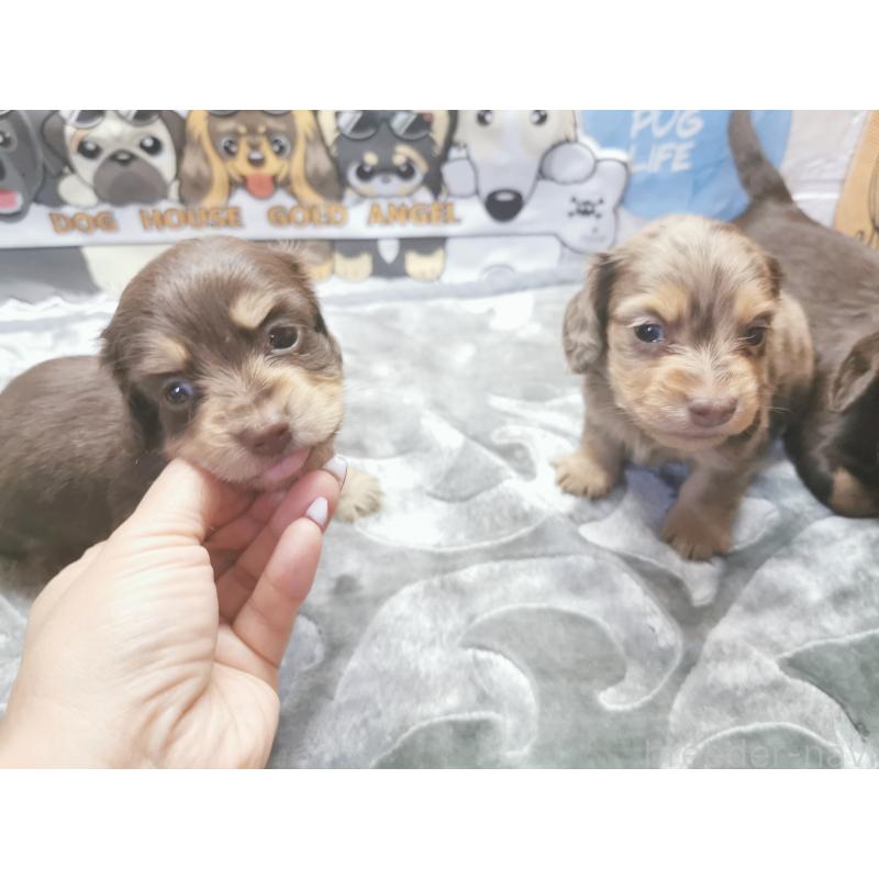 成約済の茨城県のカニンヘンダックスフンド(ロングヘアード)-418056の11枚目