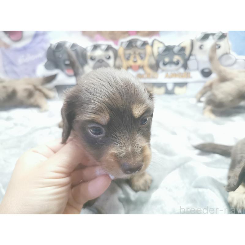 成約済の茨城県のカニンヘンダックスフンド(ロングヘアード)-418056の10枚目