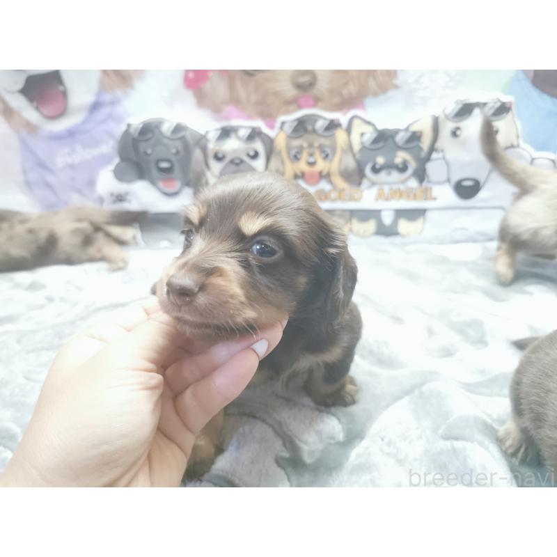 成約済の茨城県のカニンヘンダックスフンド(ロングヘアード)-418056の9枚目