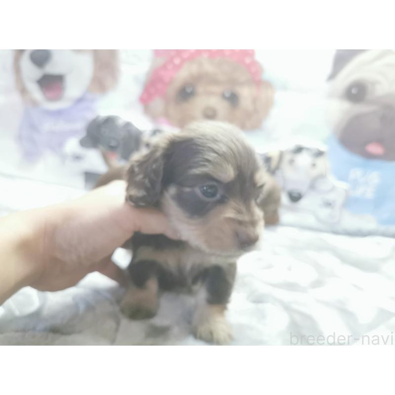 成約済の茨城県のカニンヘンダックスフンド(ロングヘアード)-418056の6枚目