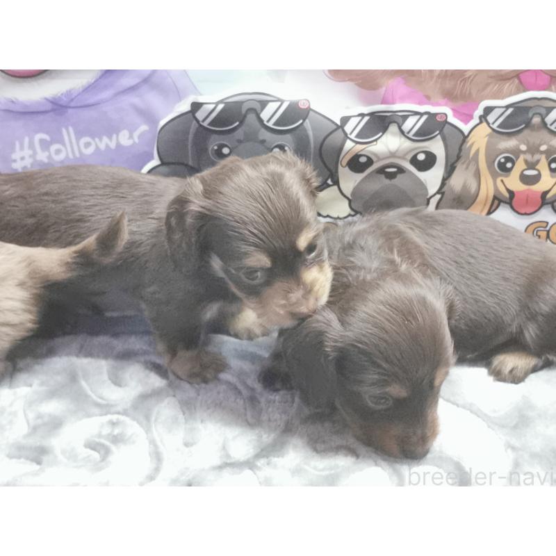 成約済の茨城県のカニンヘンダックスフンド(ロングヘアード)-418056の5枚目