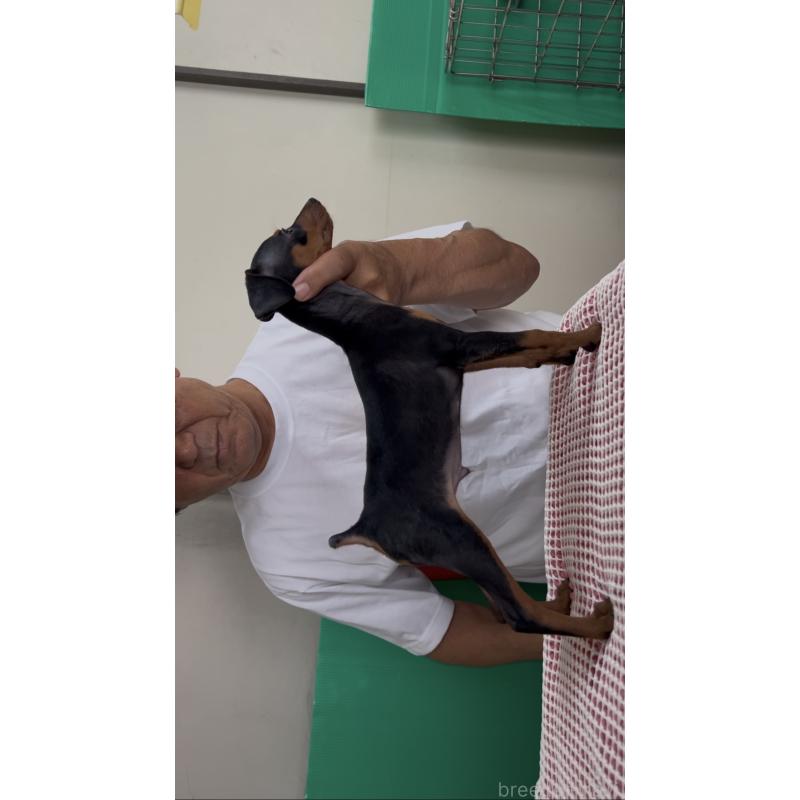 販売中の沖縄県のミニチュアピンシャー(ミニピン)-420573の2枚目