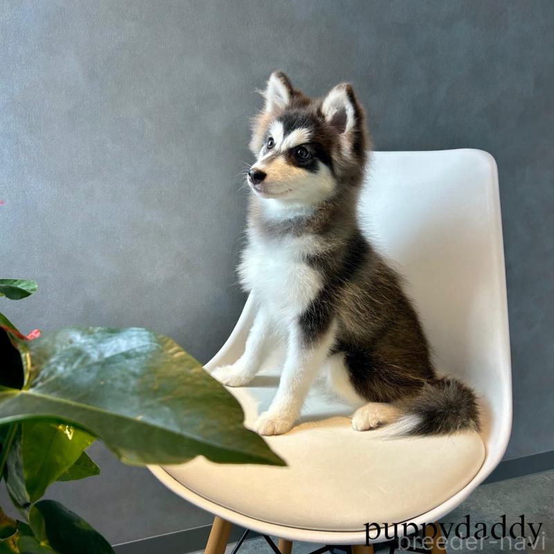 販売中の千葉県のその他の犬種-420572の2枚目