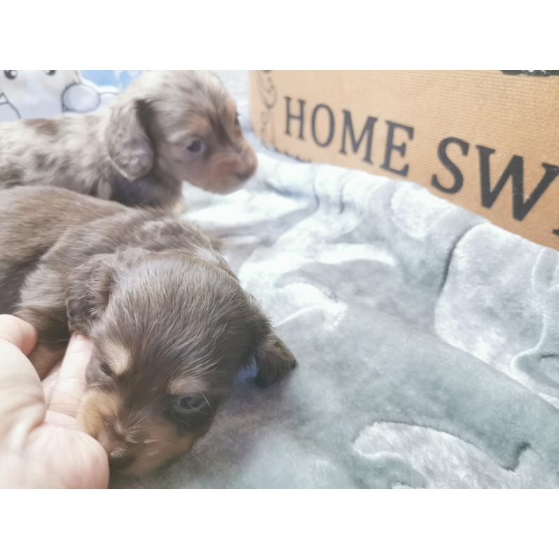 商談中の茨城県のカニンヘンダックスフンド(ロングヘアード)-418072の4枚目