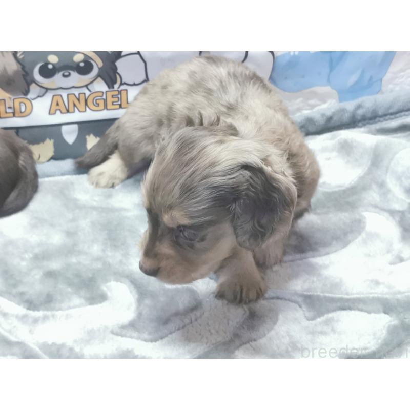 商談中の茨城県のカニンヘンダックスフンド(ロングヘアード)-418072の3枚目