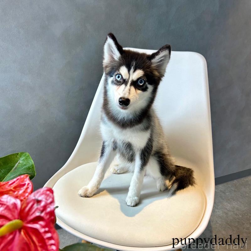 販売中の千葉県のその他の犬種-420575の1枚目