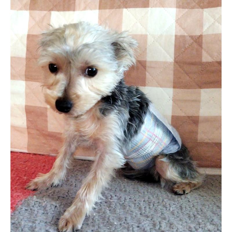 販売中の千葉県のヨークシャーテリア-375849の7枚目