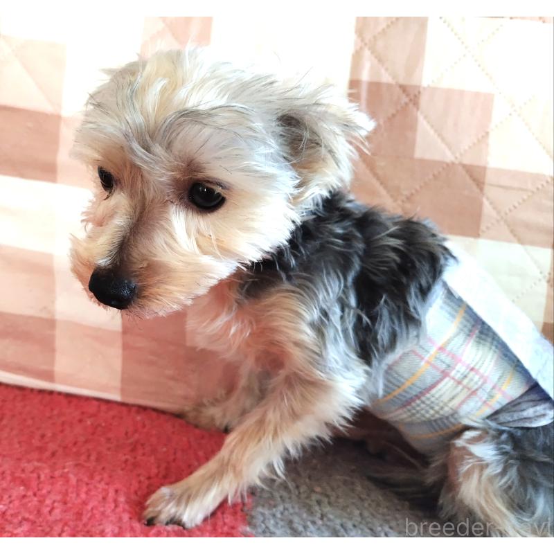 販売中の千葉県のヨークシャーテリア-375849の6枚目