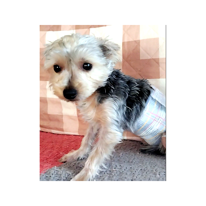 販売中の千葉県のヨークシャーテリア-375849の5枚目