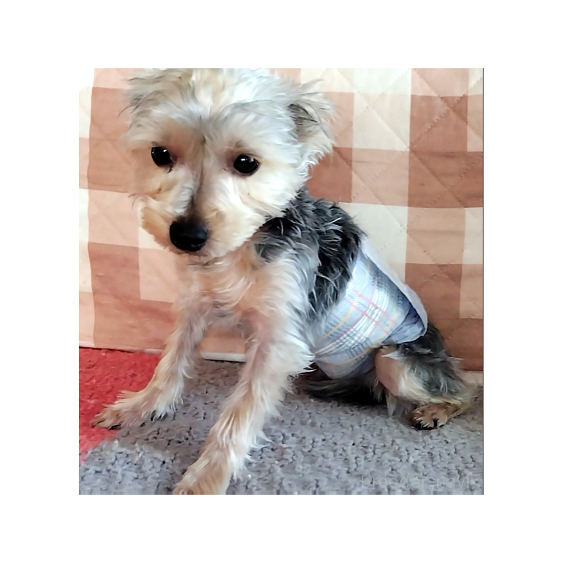 販売中の千葉県のヨークシャーテリア-375849の4枚目