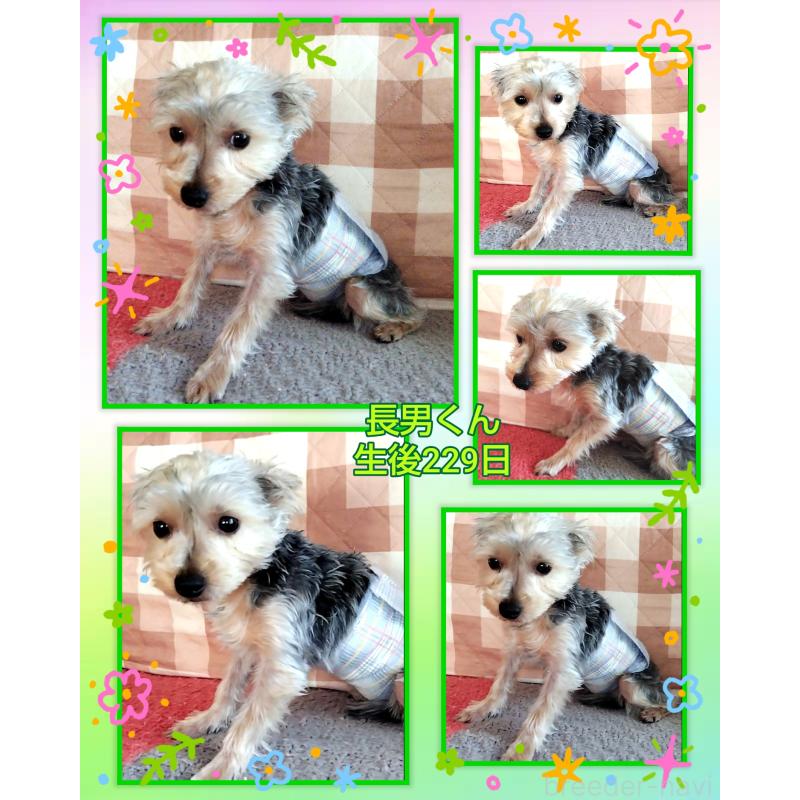 販売中の千葉県のヨークシャーテリア-375849の3枚目