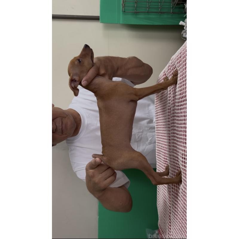 販売中の沖縄県のミニチュアピンシャー(ミニピン)-420576の2枚目