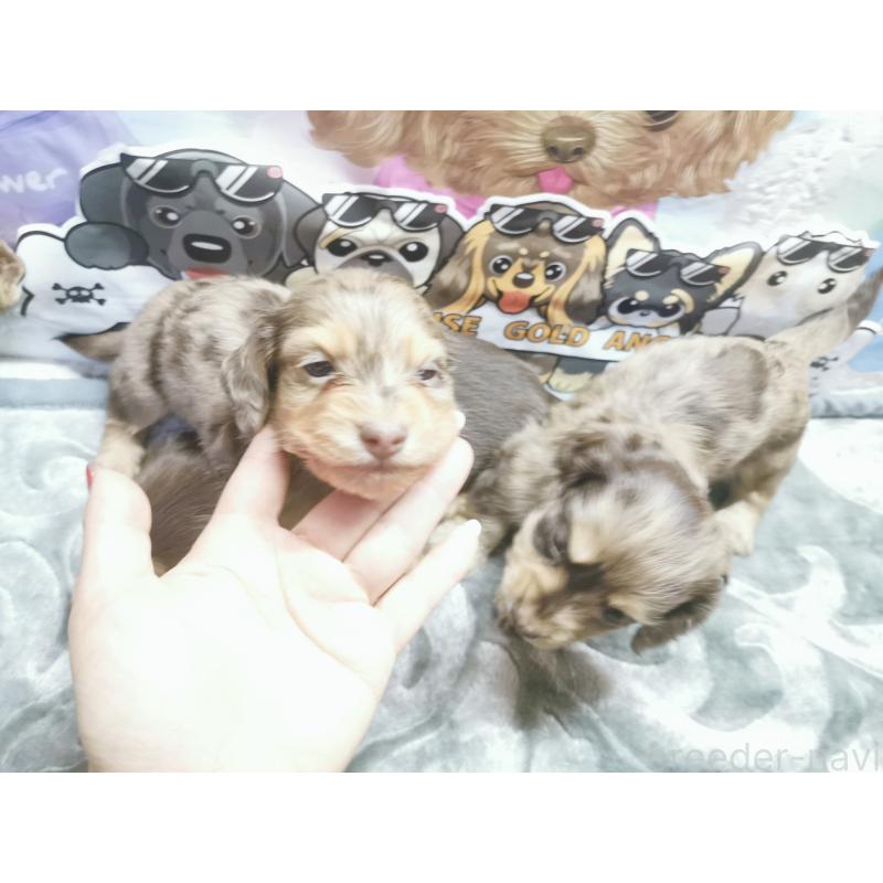 商談中の茨城県のカニンヘンダックスフンド(ロングヘアード)-418068の9枚目