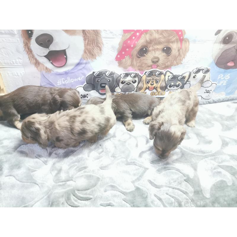 商談中の茨城県のカニンヘンダックスフンド(ロングヘアード)-418068の8枚目