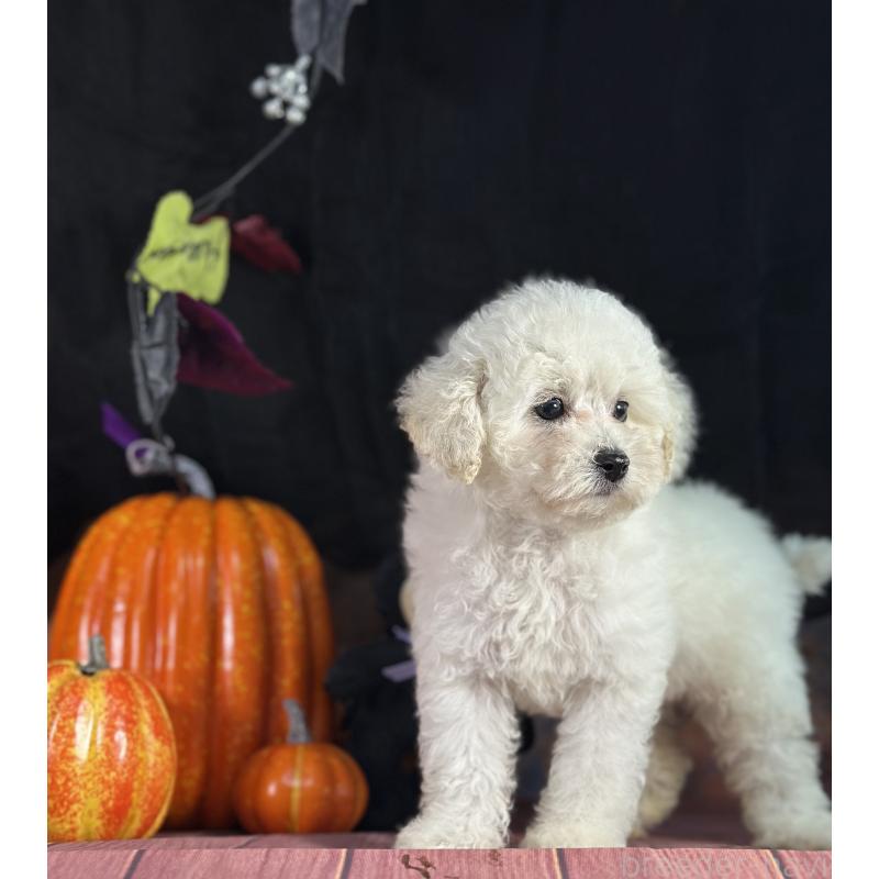 成約済の京都府のトイプードル-413396の13枚目