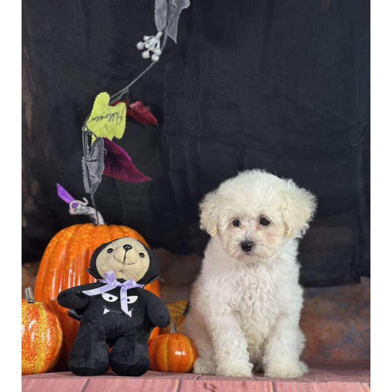 成約済の京都府のトイプードル-413396の11枚目