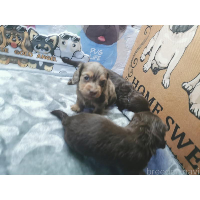 商談中の茨城県のカニンヘンダックスフンド(ロングヘアード)-418068の6枚目