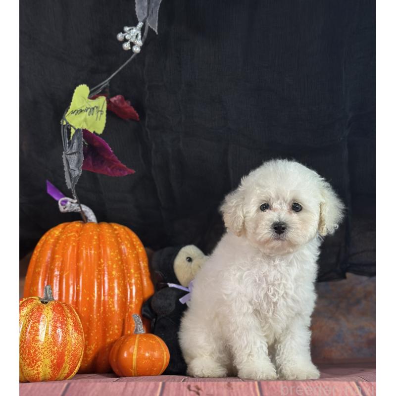 成約済の京都府のトイプードル-413396の10枚目