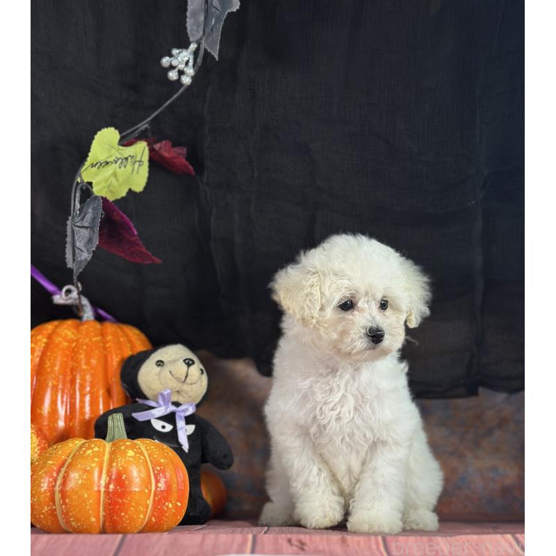 成約済の京都府のトイプードル-413396の8枚目