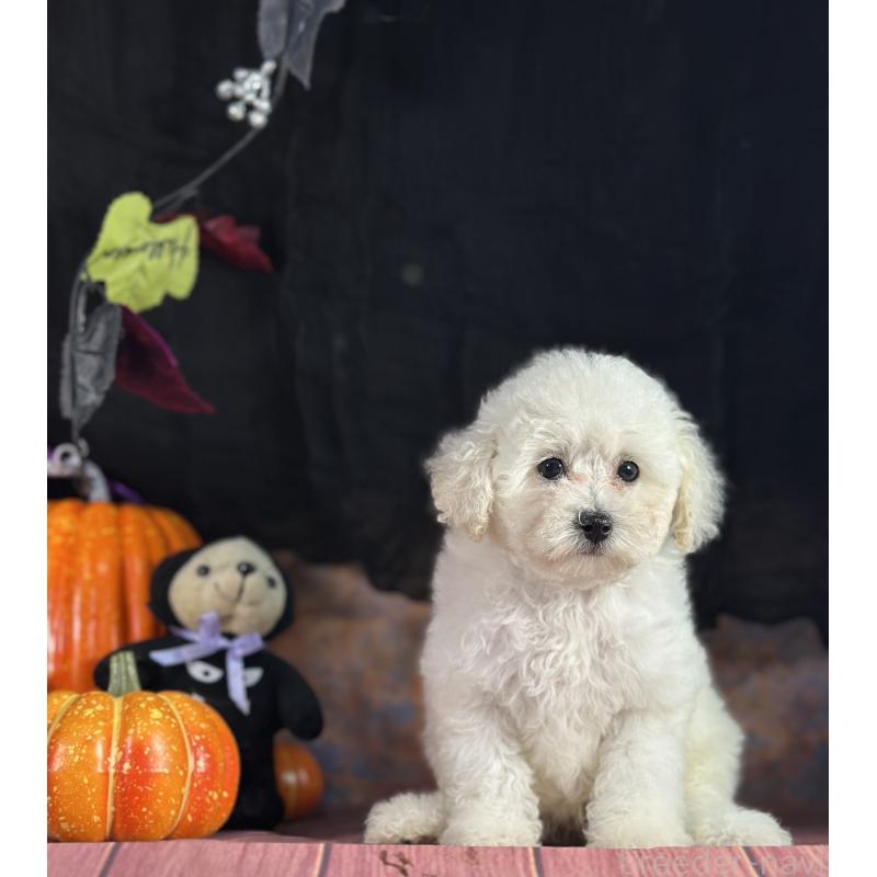 成約済の京都府のトイプードル-413396の7枚目