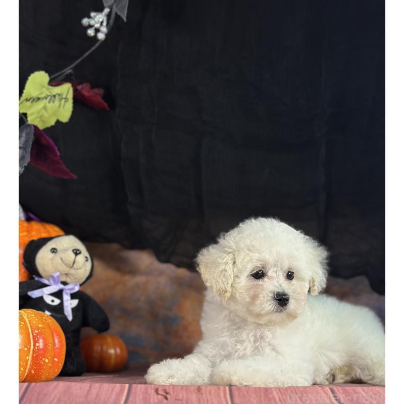 成約済の京都府のトイプードル-413396の5枚目