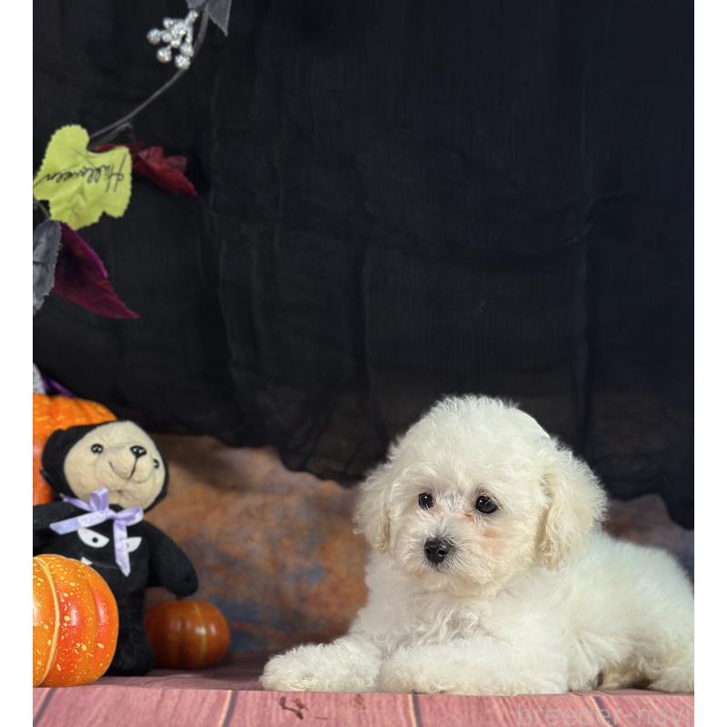 成約済の京都府のトイプードル-413396の3枚目