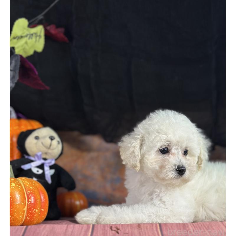 成約済の京都府のトイプードル-413396の2枚目